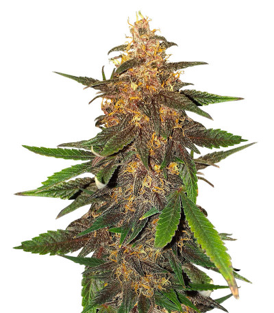 Blackberry Moonrocks Auto